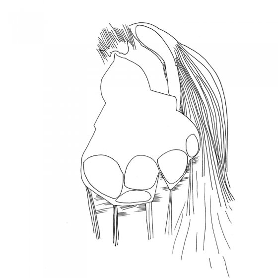 Blase, 2015